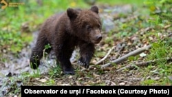 Urs la "Observator de ursi"- Baile Tusnad, Romania