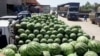 خوشبینی ها از افزایش حاصلات تربوز در ولایت ننگرهار