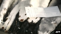 Заборона набере чинності в грудні 2021 року