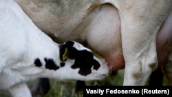 Ілюстрацыйнае фота