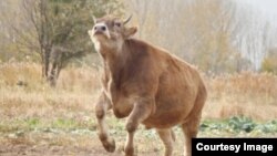 Иллюстрациялык сүрөт. 