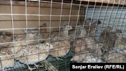 Дайырбектин бөдөнөлөрү