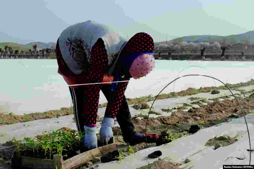 &nbsp;Аялдар кетмен чаап, темир зымдарды парникке даярдап, оор кетмен менен көчөт эккенге жер казышат. &nbsp;