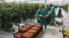 Armenia - Workers at a commercial greenhouse in Ararat province, 19Apr2017.