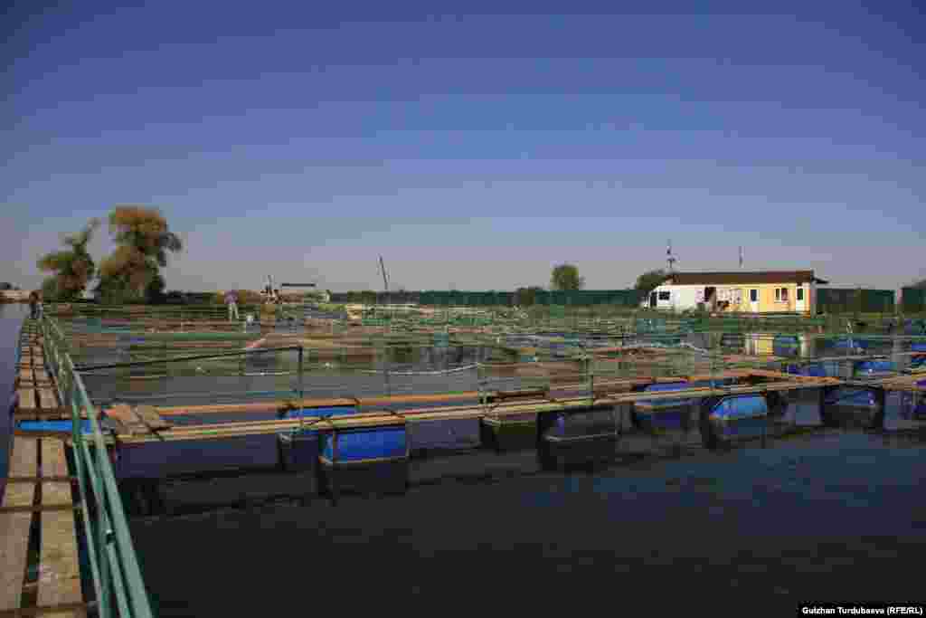 Этот рыбхоз открылся в 2017 году. В год в нем выращивается до 100 тонн рыбы. &nbsp;