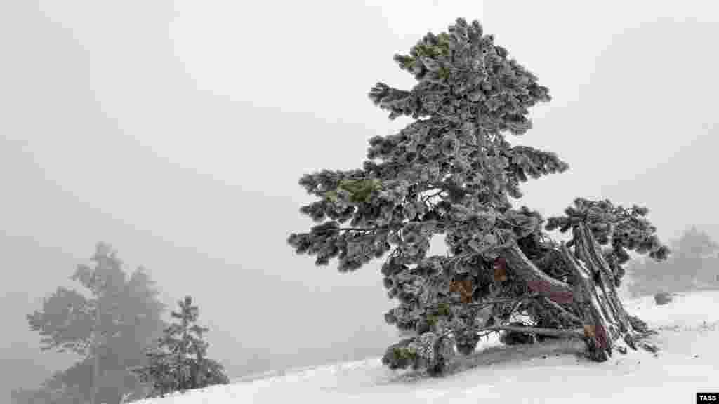 Про сніжну погоду на Ай-Петрі також повідомляють на канатній дорозі &laquo;Місхор Ай-Петрі&raquo;