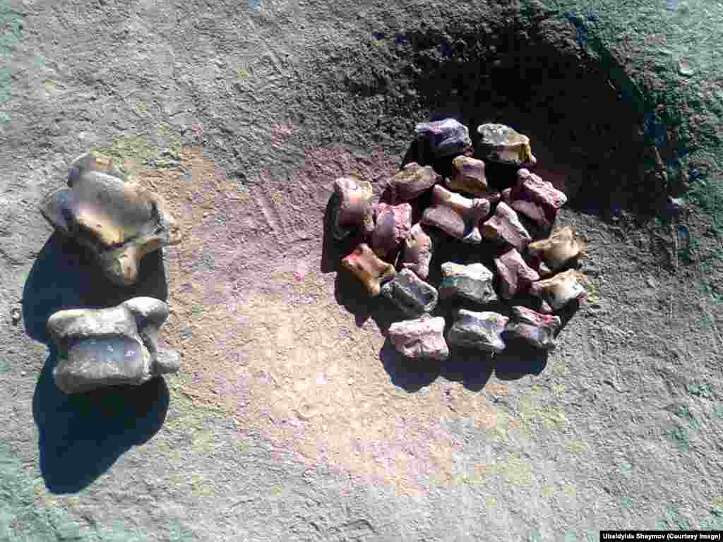 Чүкөнү Сары-Колдо ашык дешет. Убайдылда Памирдеги эс алуусунун көбүн ашык атып өткөрдү. &laquo;Эртеден кечке курсак ачканына, суукка тоңгонубузга кайыл болуп, күндүн заар тийгенине колдорубуз бырышып, кургап калганына карабастан, шамалды да тоотпой, ордо ойнодук&raquo; дейт сарыколчу.