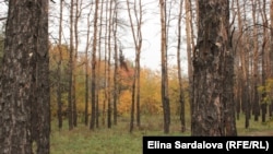 Середньомісячна температура повітря жовтня у Києві становила +8,4°С, що нижче за кліматичну норму 1991-2020 рр. на 0,2°С