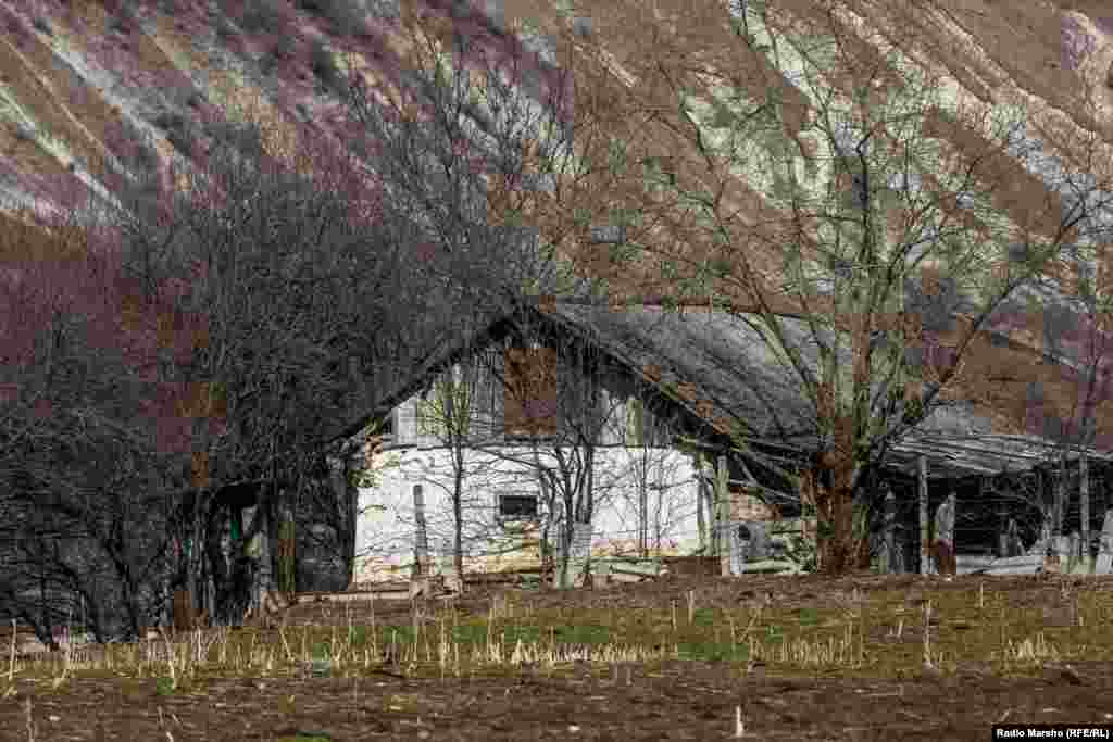 ДIатесна цIа, мацах аьзнех, самукъанечу дахарх дуьзна лаьттина.