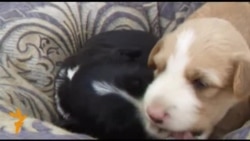 Кыргыз тайган биздин байлык