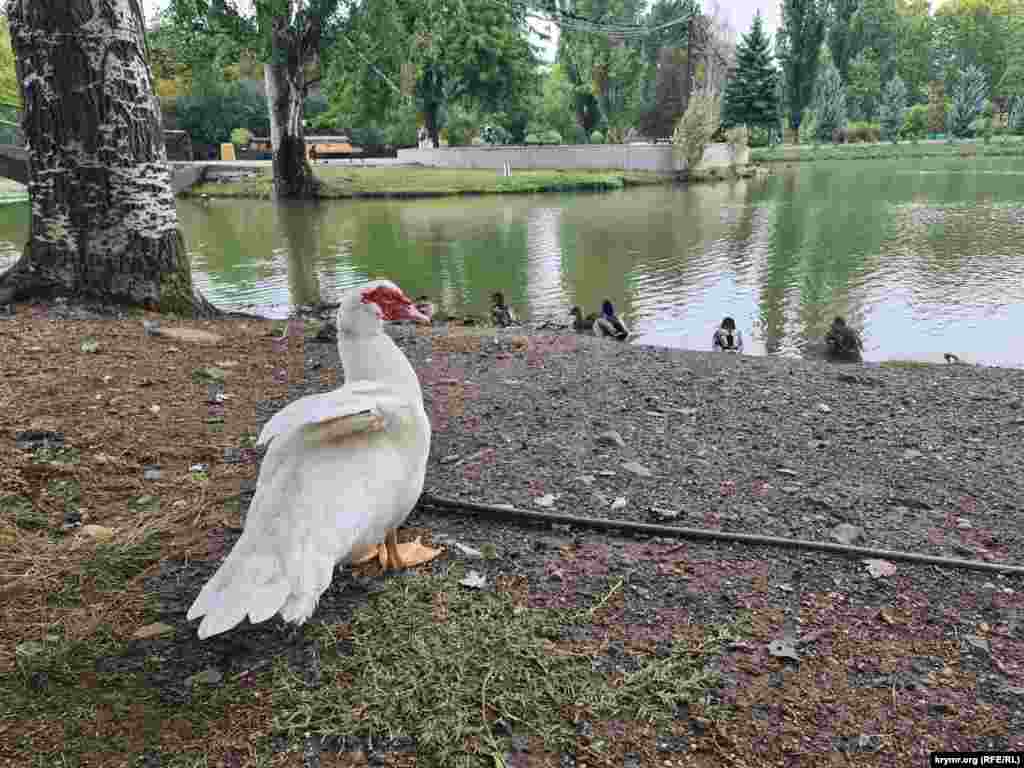 Индоуткам в Гагаринском парке Симферополя обрезали крылья