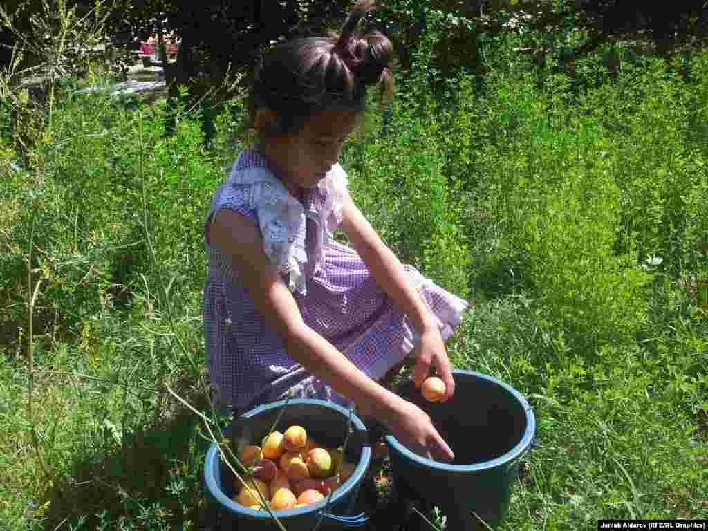 Базарда быйылкы жылы өрүктүн баасы өткөн жылга салыштырмалуу эки-үч эсе жогору бааланууда.&nbsp;