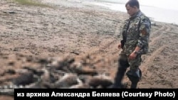 Охотинспектор возле туш мертвых оленей на берегу Хатанги