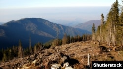 Вирубка лісів у Карпатах (©Shutterstock)