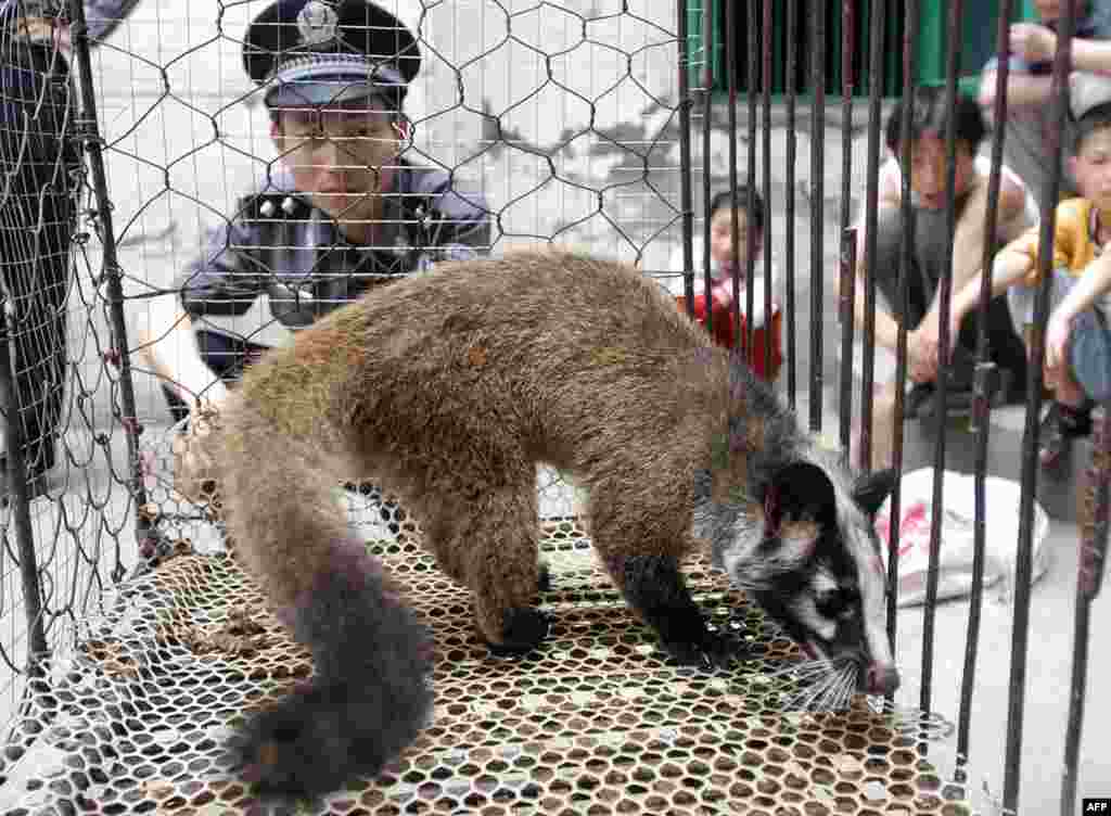 Ухандын&nbsp;&quot;Байшачжоу&quot; базарындагы жапайы циветта. Пандемия чыккандан кийин кытай бийлиги 10 миң циветтаны жок кылдырган.&nbsp;