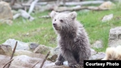 Прокуроры оштрафовали владельца контактного зоопарка за то, что медведь находился не в клетке, а на открытой территории и представлял опасность для людей