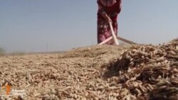 Баткен: күрүчтүн баасы төмөн