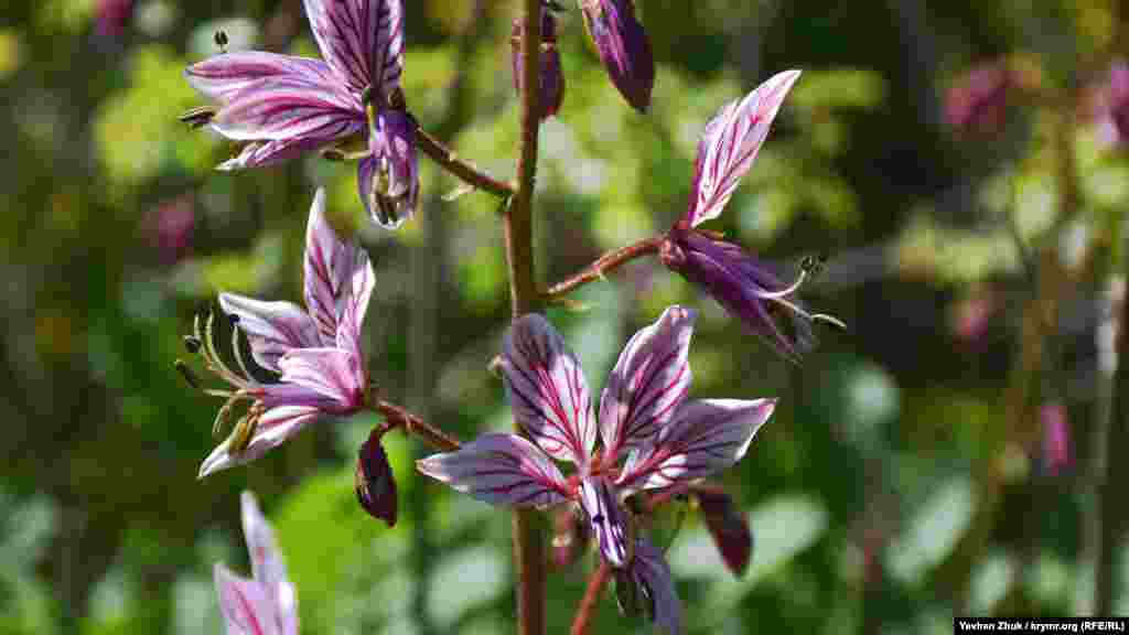 Більше фото з пішої прогулянки з села Оборонне до стародавнього Камара Ісару дивіться у фотогалереї​