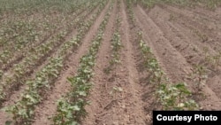 Обратившиеся в редакцию Радио Озодлик узбекистанские фермеры жалуются, что хлопковые поля высыхают от безводия.