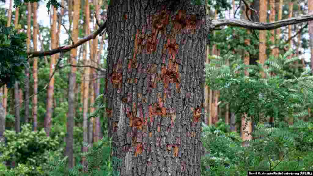 Посічений уламками ліс неподалік села