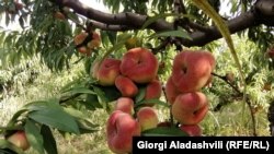 عکس از آرشیف - جنبه تزئینی دارد