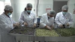 Ат-Башыда ромашка эгип, дары жасаган аялдар