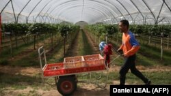 Британские работодатели, предлагающие сезонную работу выходцам из Центральной Азии, советуют соискателям работать с рекрутинговыми фирмами, с которыми заключены контракты