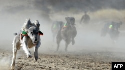 Салбуурун. "Тайган жарыш". 