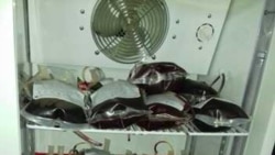 مسئولان بانک خون افغانستان می‌گویند روزانه ۶۰ تا ۷۰ تن به مناسبت عاشورا به این بانک مراجعه و برای زخمی‌ها و بیماران خون اهدا می‌کنند.