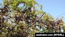 Lebap welaýatyndaky guran miweli agaçlar