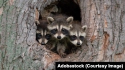 Яноты-паласкуны. Ілюстрацыйнае фота 