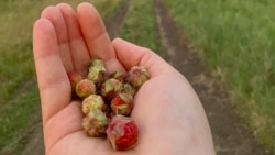 "Җиләк сатып фатир алучылар бар"