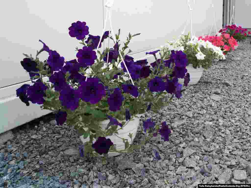 Люди самі &laquo;озеленили&raquo; територію містечка, засипану гравієм, поставили кашпо з петуніями
