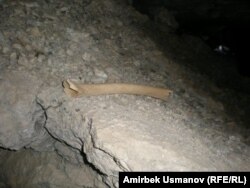 Сарт-Ыстаган үңкүрүндөгү эски забойлордун биринен табылган адам сөөгү. 20-июль, 2011