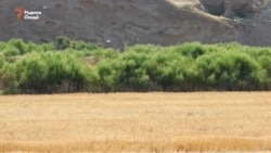 Власти Фархора утверждают, что саранча сыта и безвредна