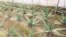 یک گلخانه در بلخ که در آن آلوئه ورا کشت شده است.