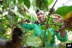 Збор ураджаю кавы, Віетнам. Ілюстрацыйнае фота