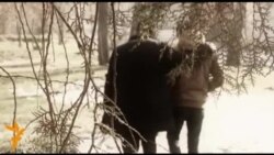 Ата-баланы азапка салган кумар оюну