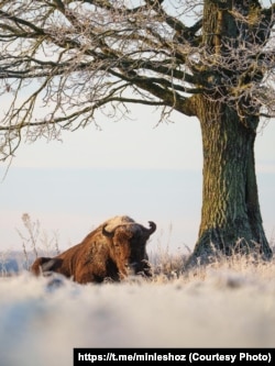 Зубр у Налібацкай пушчы