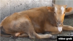 Үрмәкәй авылындагы авыру тана