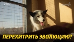 Очень пушистый и почти домашний