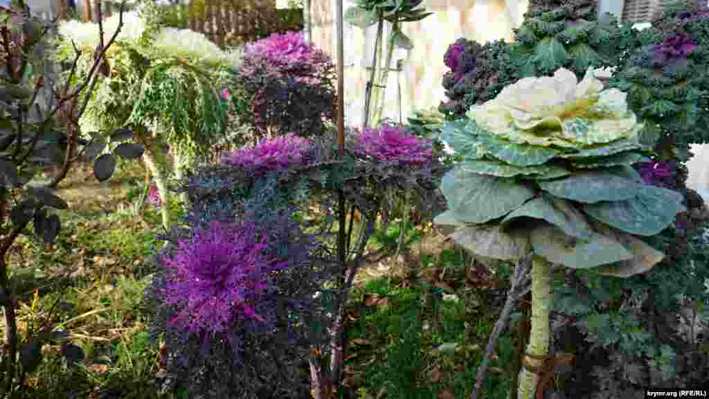 Декоративна капуста на подвір&#39;ї місцевої пенсіонерки