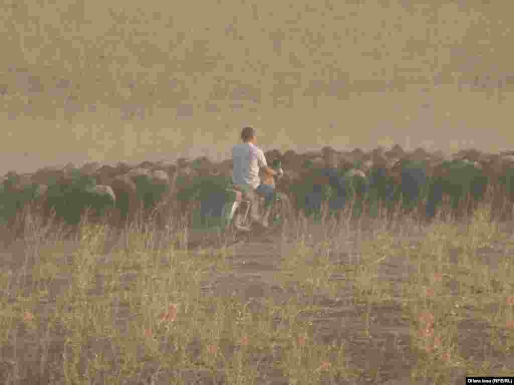 Пастух на мотоцикле выгоняет стадо овец.