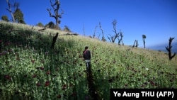 یکی از کشتزار های کوکنار در میانمار