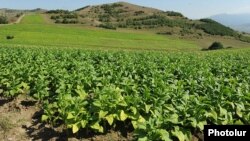 Armenia - A tobacco field.