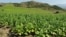 Armenia - A tobacco field.