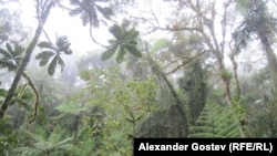 Влажный экваториальный лес в истоках Амазонки, Эквадор. Фото Александра Гостева
