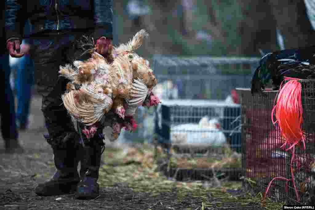 На курином рынке в городе Вучитрн было особенно оживленно (Photo by Bleron&nbsp;Çaka)
