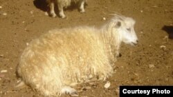 Фото из архива