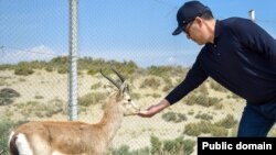 Садыр Жапаров Ысык-Көлдө багылып жаткан жейрендерди көрдү.